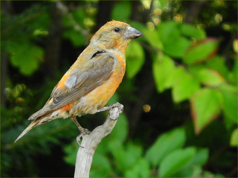 Red Crossbill