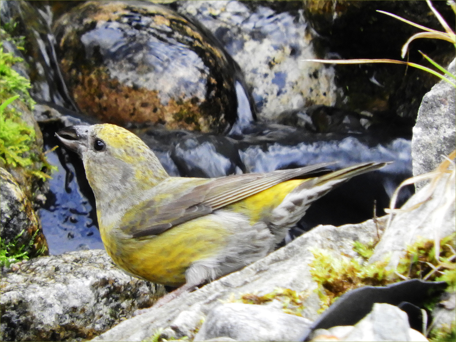 Red Crossbill (female)