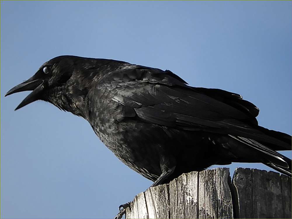 American Crow