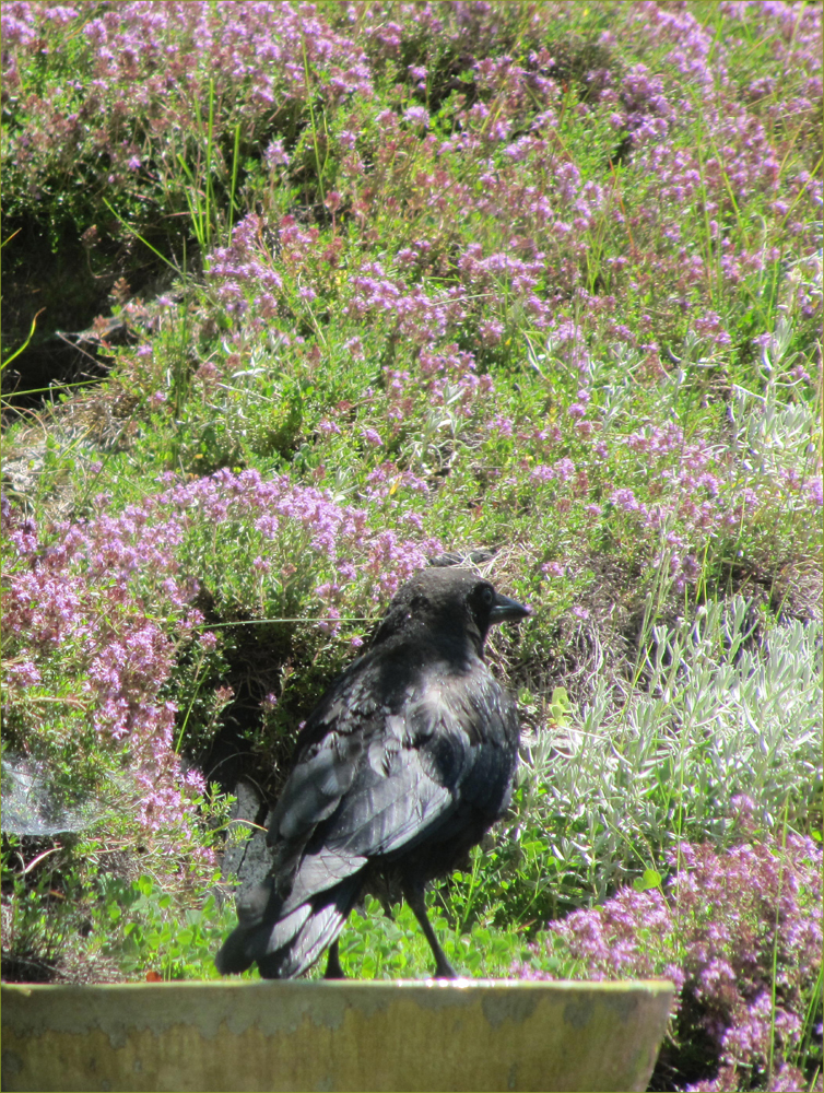 American Crow