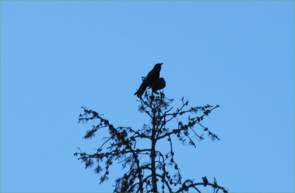 American Crow
