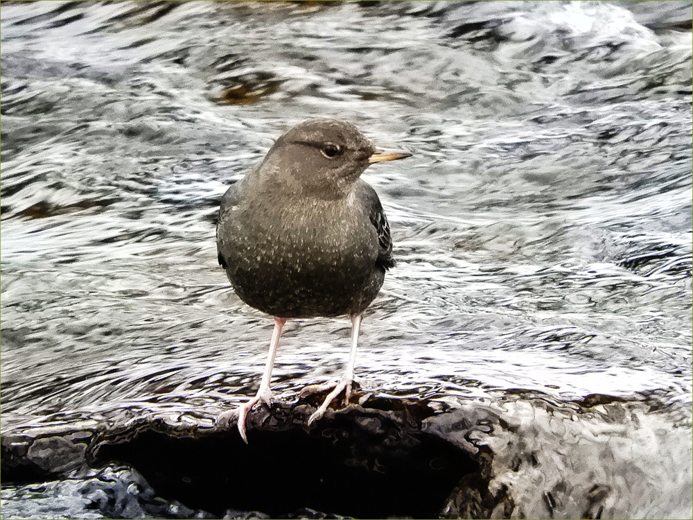 American Dipper
