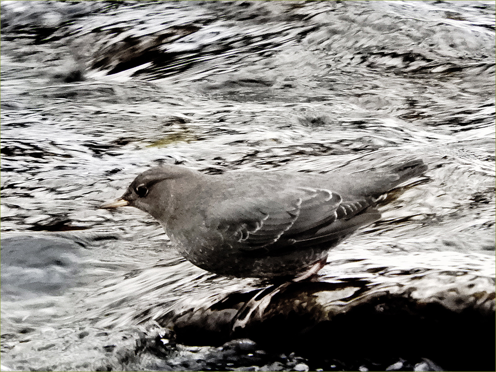 American Dipper