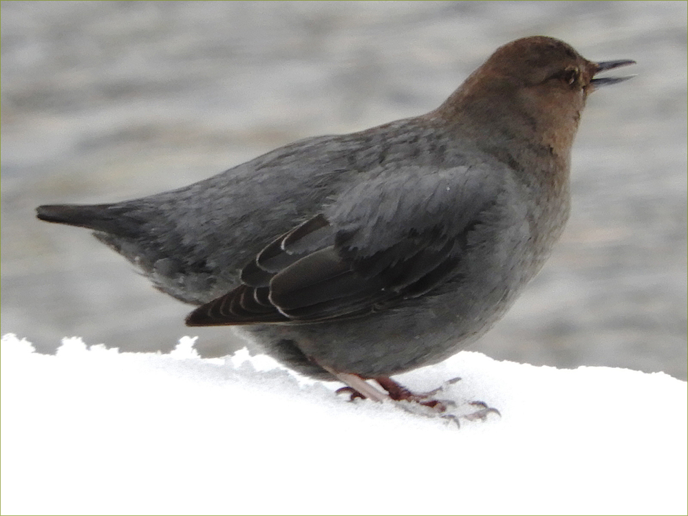 American Dipper