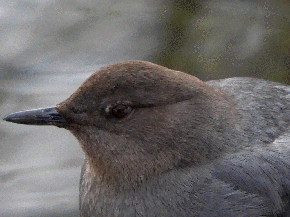 American Dipper