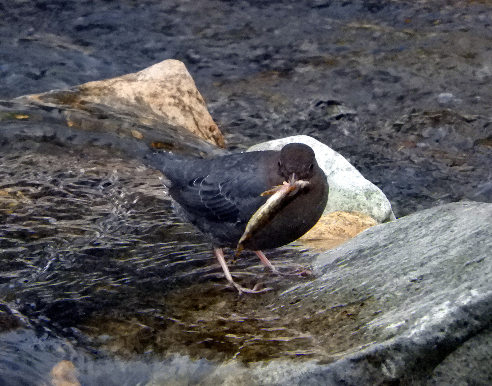 American Dipper
