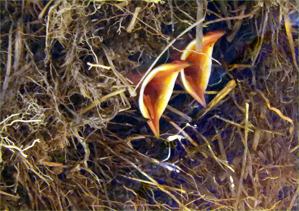 American Dipper Chicks