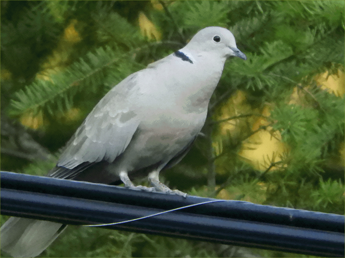Ring-necked Dove