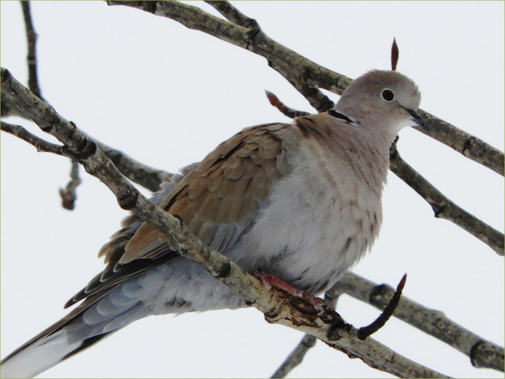 Eurasian Collared Dove