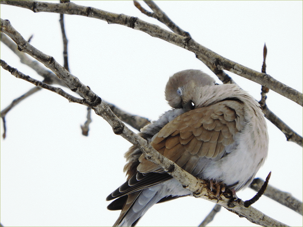 Eurasian Collared Dove