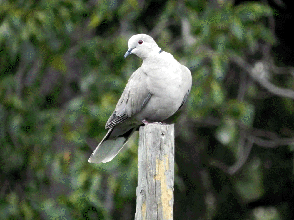 Ring-necked Dove