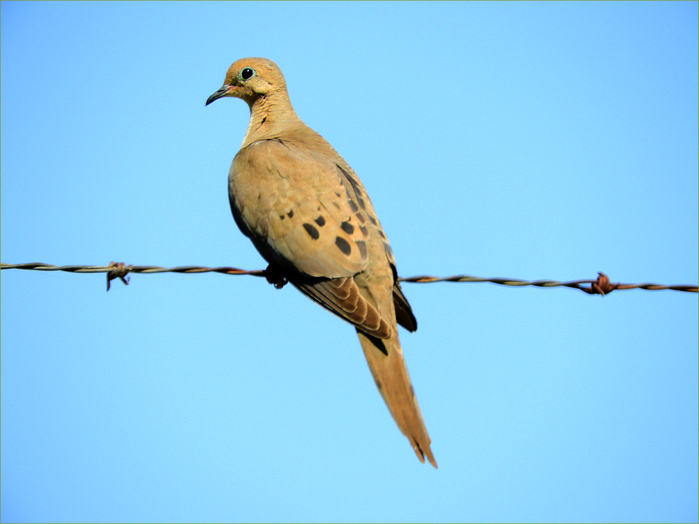 Mourning Dove