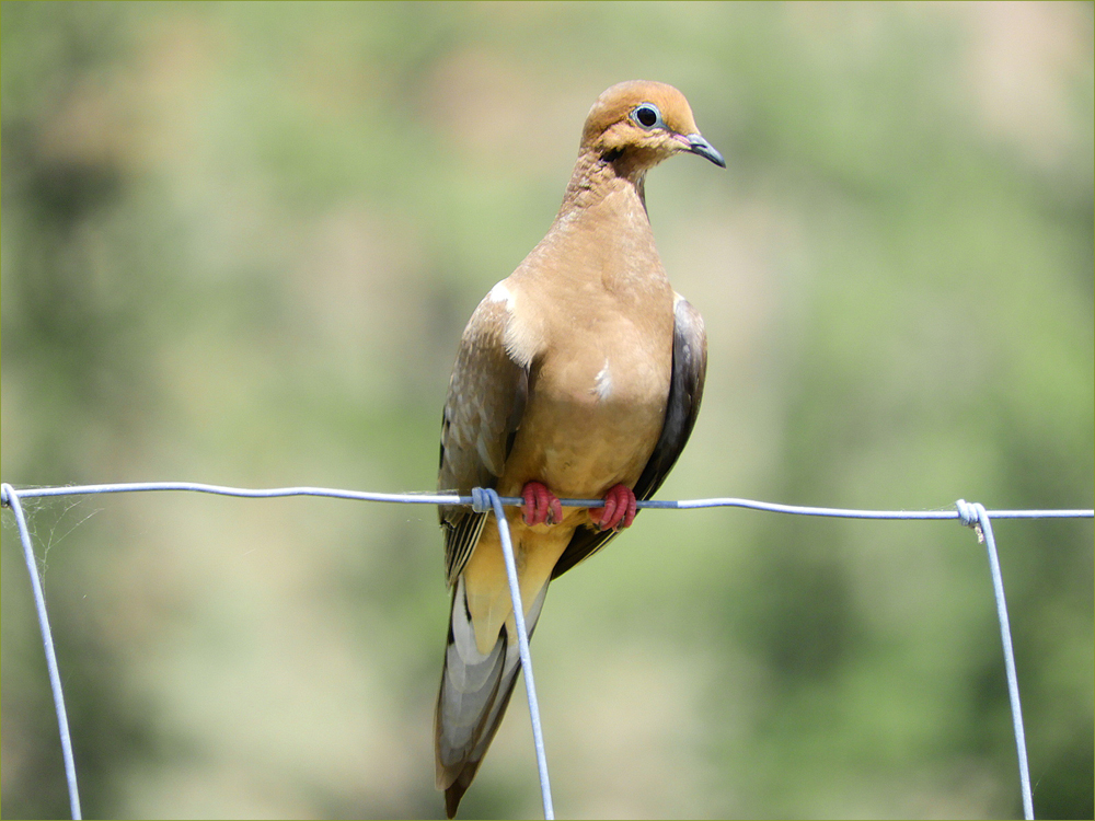 Mourning Dove
