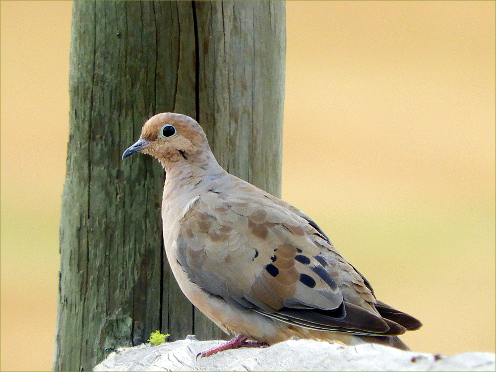 Mourning Dove