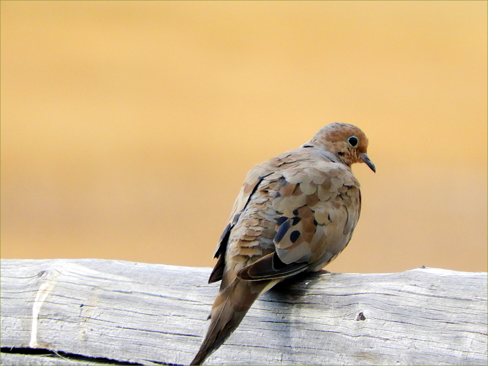 Mourning Dove