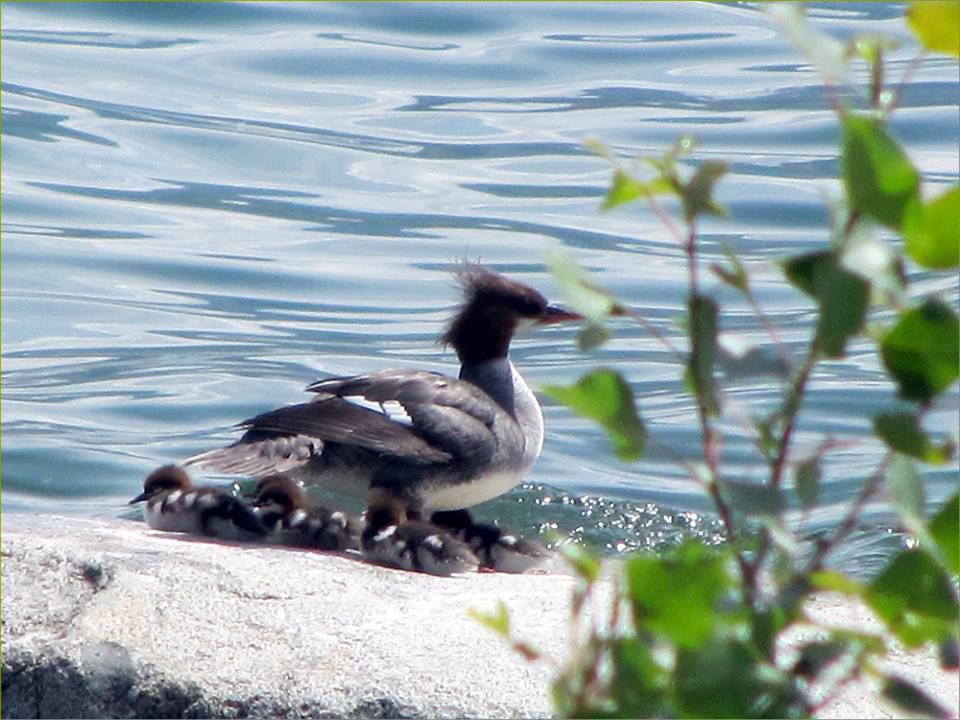 Common Merganser