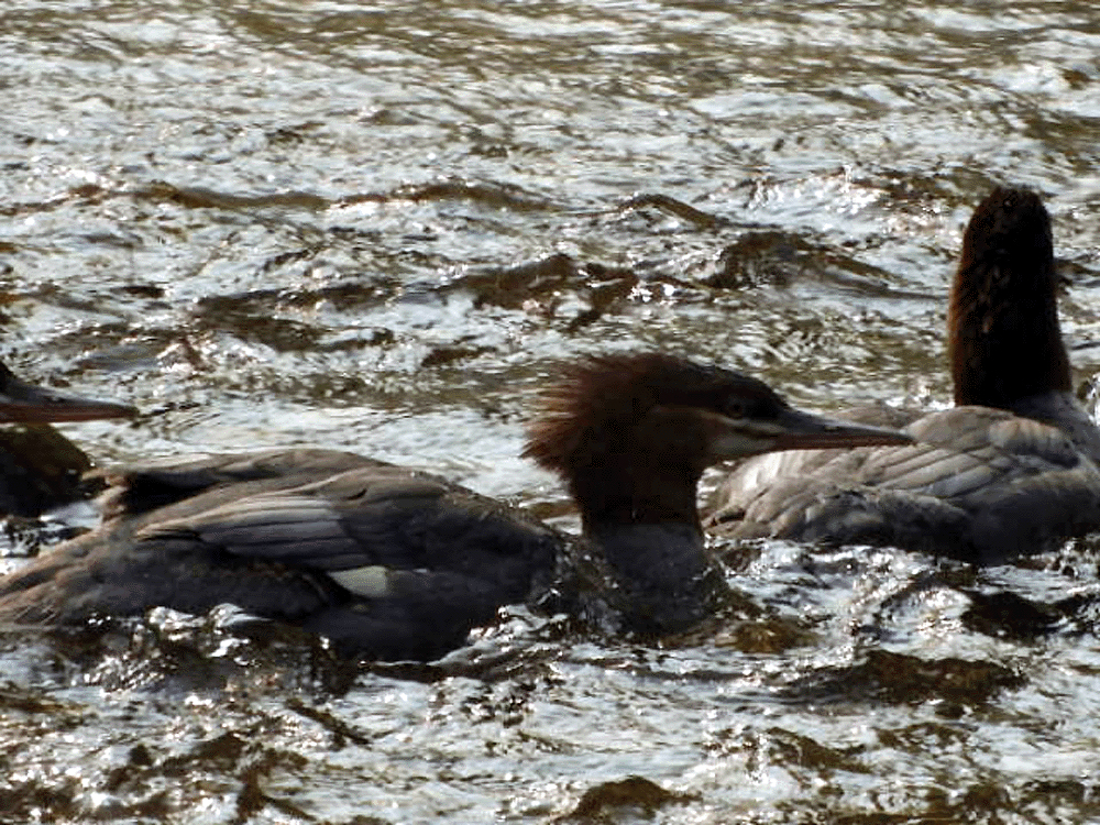 Common Merganser