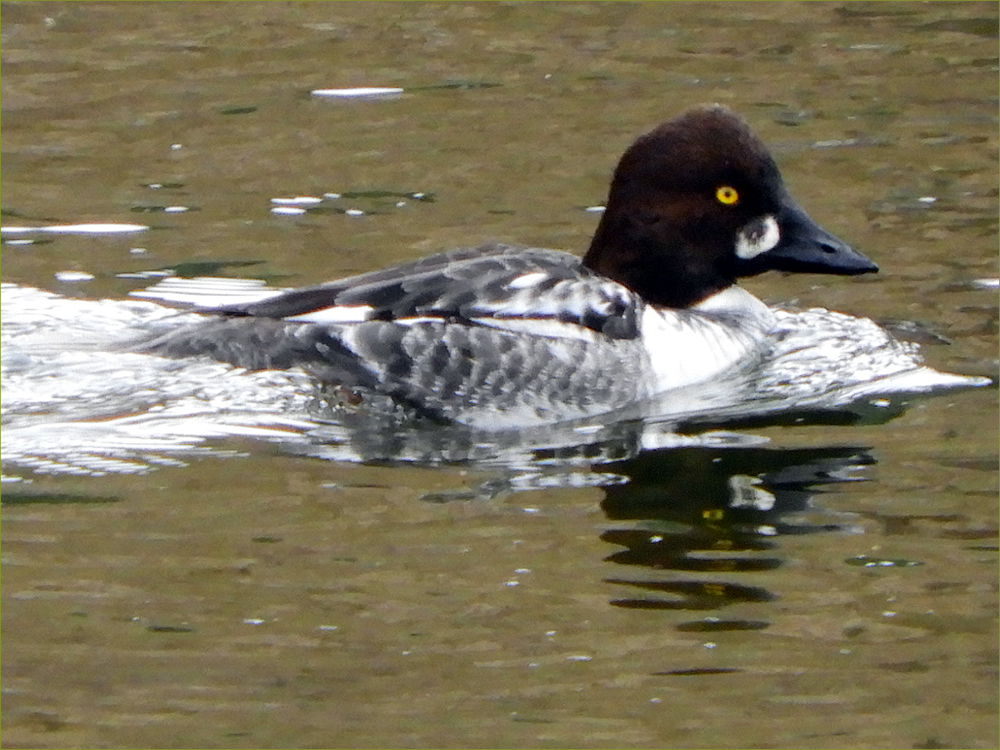 Male Goldeneye Duck (immature)