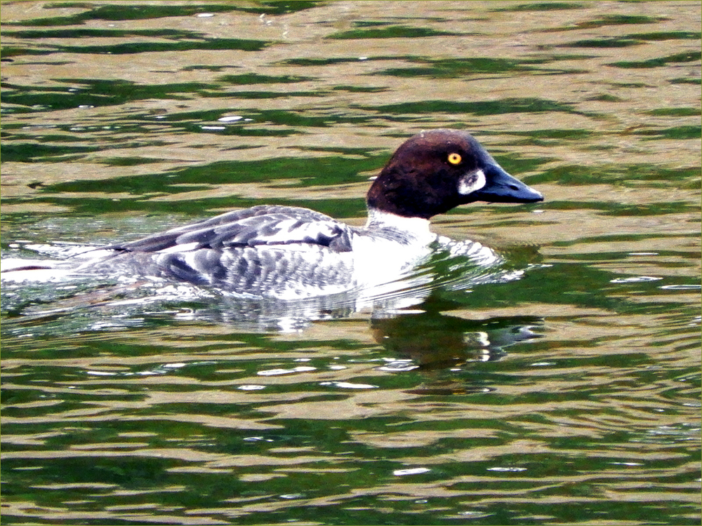 Male Goldeneye Duck (immature)