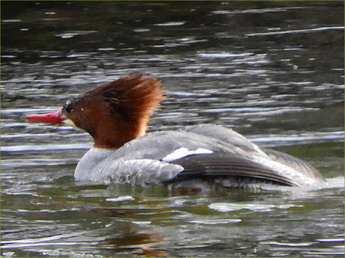 Common Merganser Duck (female)
