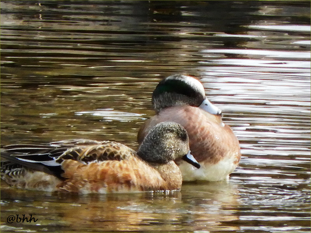 American Wigeon Ducks
