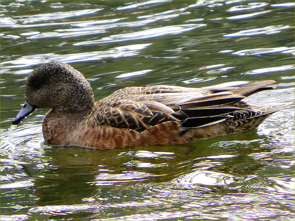 American Wigeon Ducks
