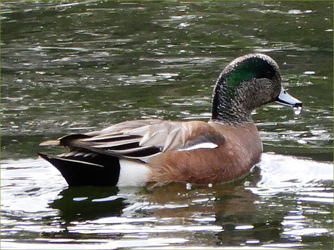 American Wigeon Ducks