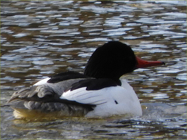 Common Merganser Duck (breeding stage)