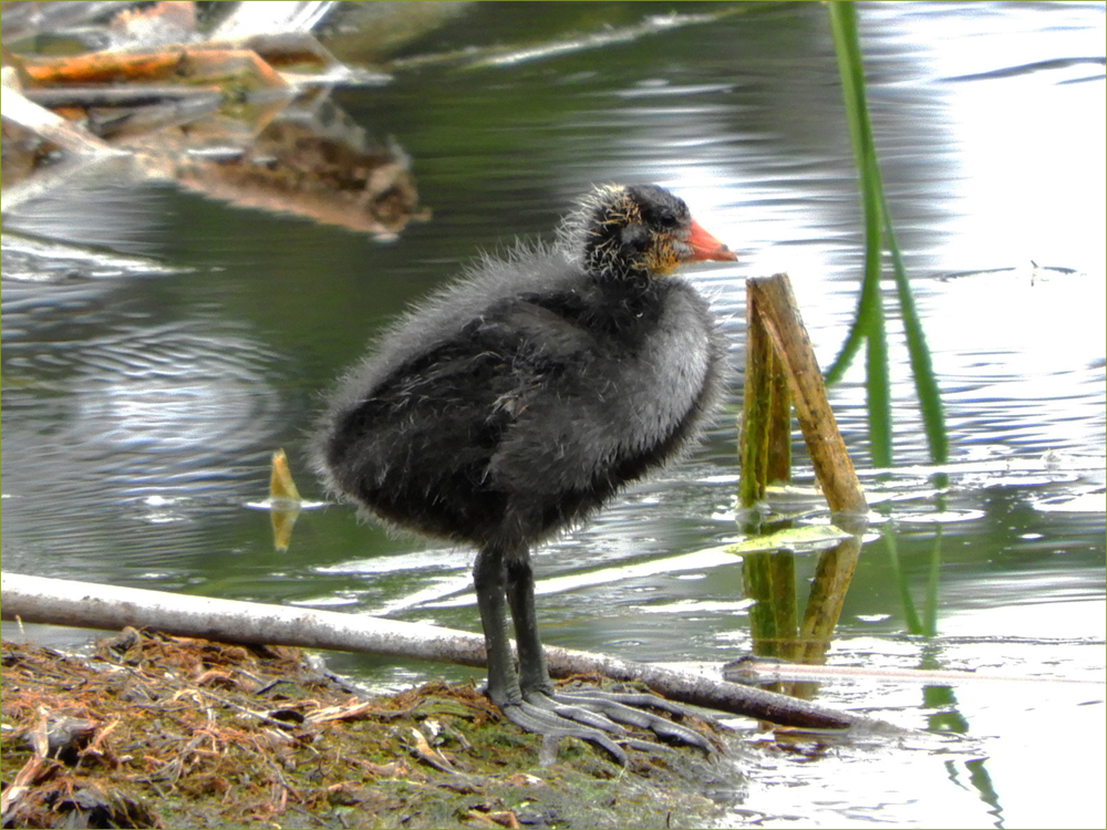 American Coot (immature)
