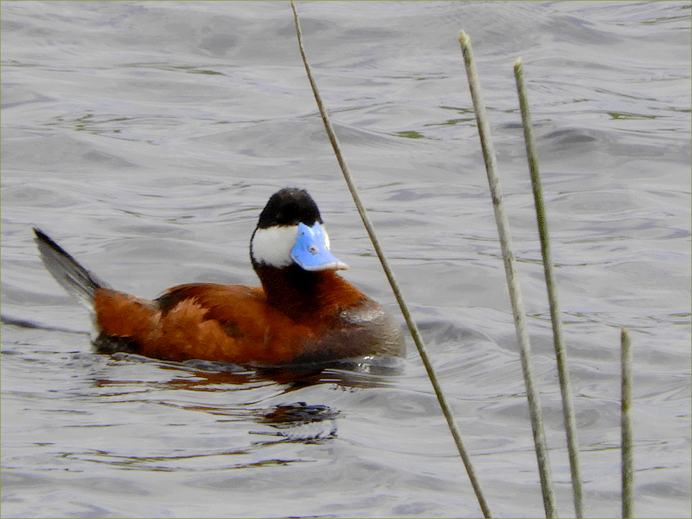 Ruddy Duck
