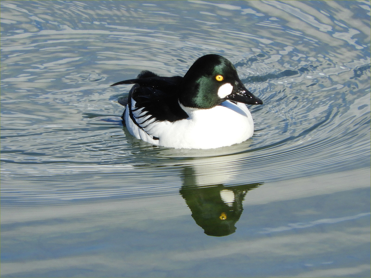 Golden Eye Duck (male)