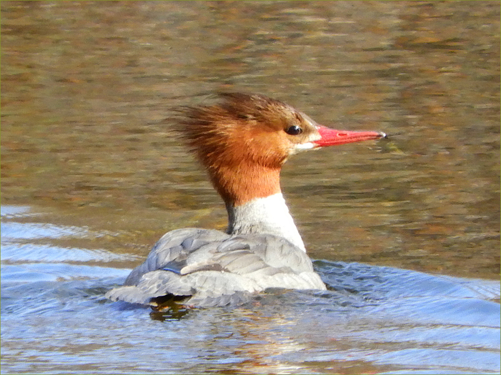 Common Merganser Duck (female)