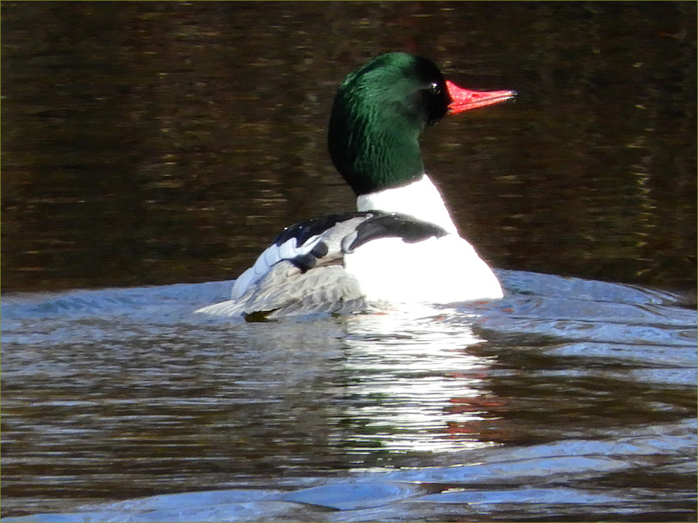 Common Merganser Duck (male)