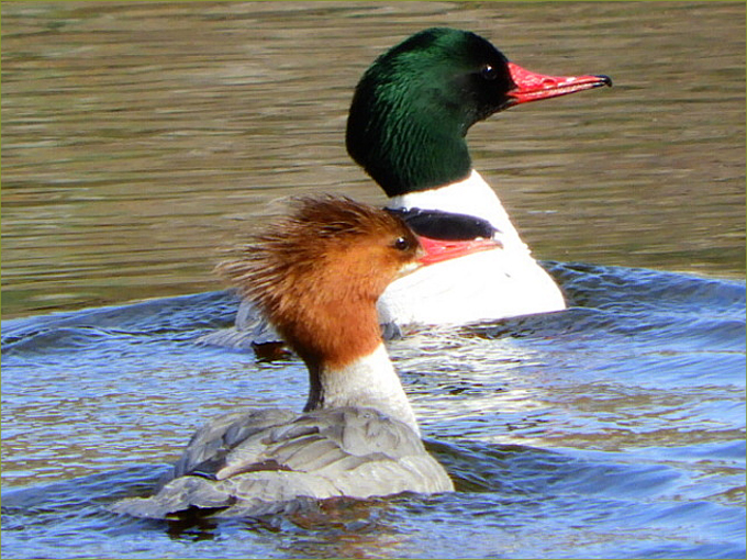 Common Merganser Ducks (pair)