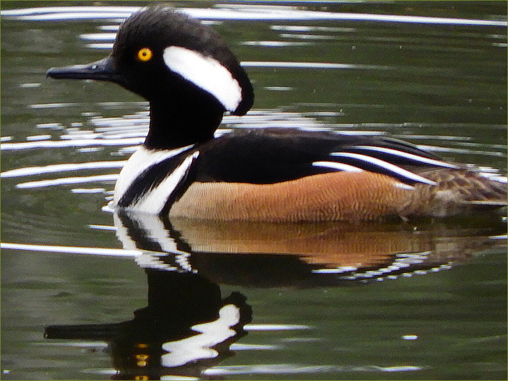 Hooded Merganser Duck (male)