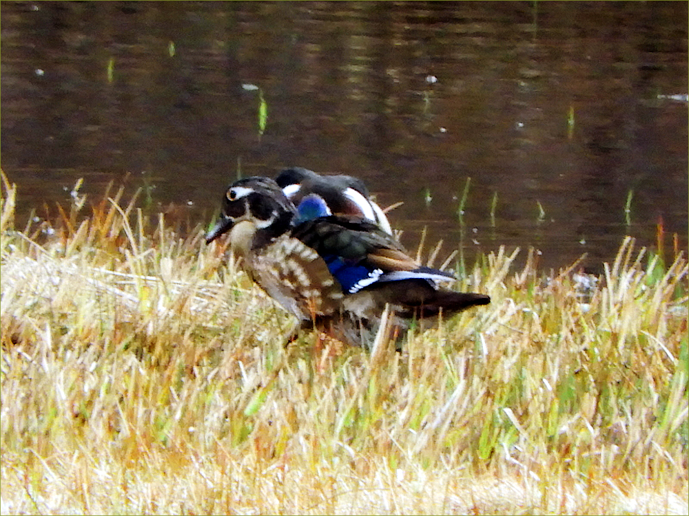 Wood Ducks