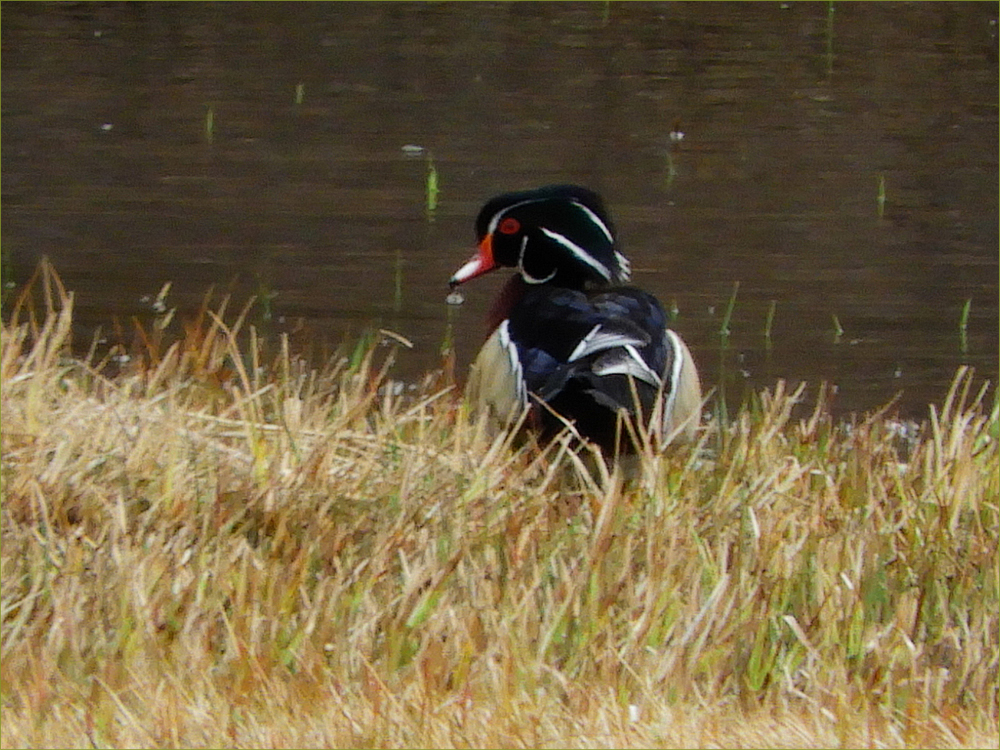 Wood Duck