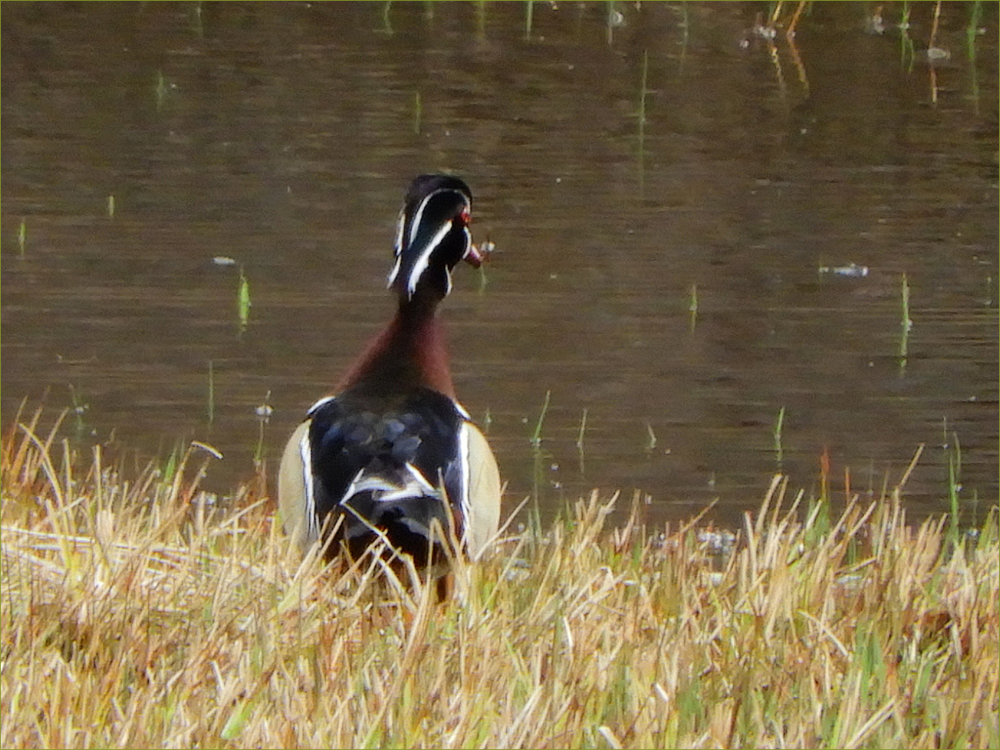 Wood Duck