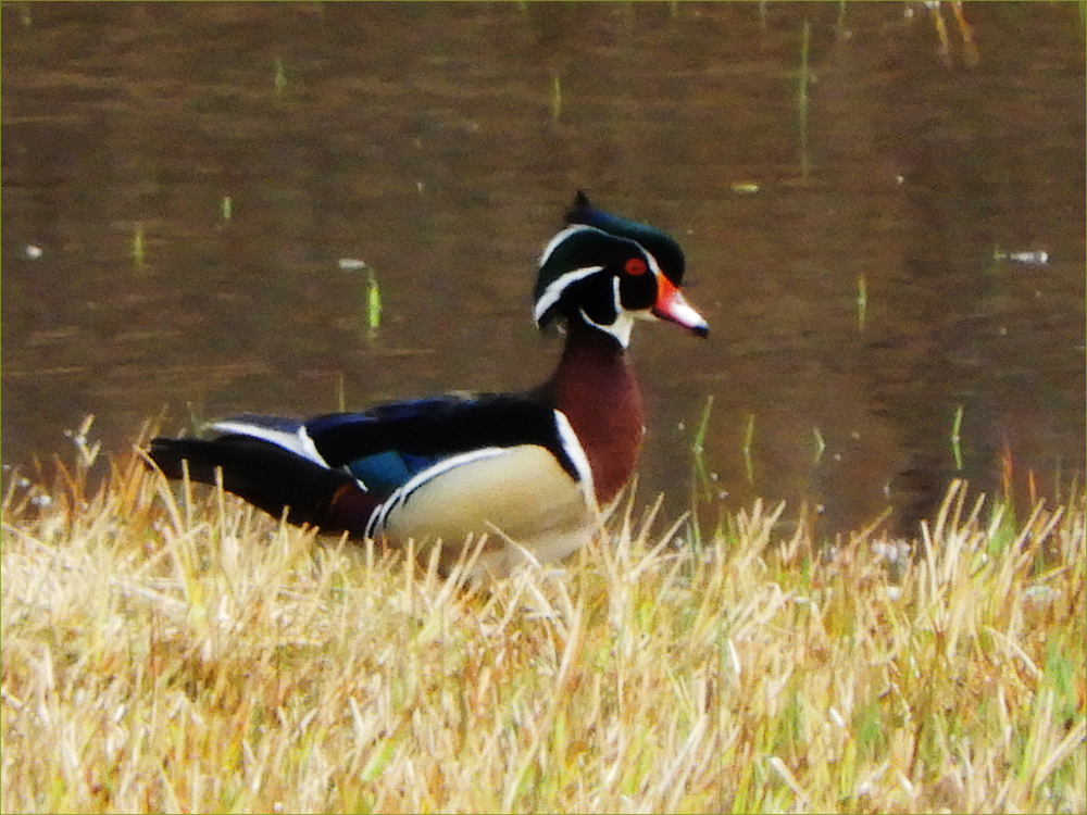 Wood Duck