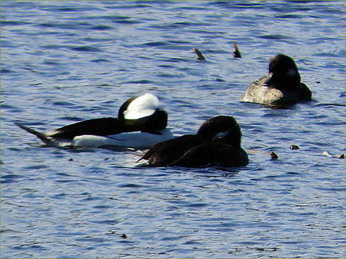 Bufflehead Ducks