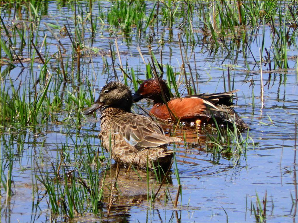 Cinnamon Teal Ducks