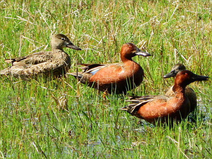 Cinnamon Teal Ducks