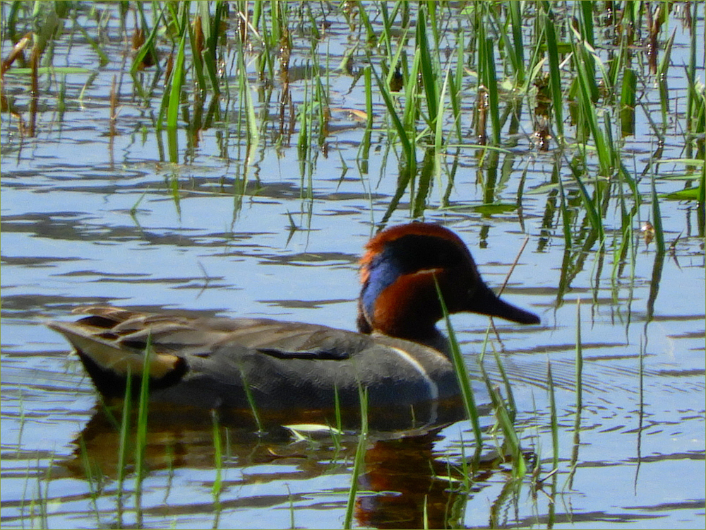 Green-winged Teal Ducks