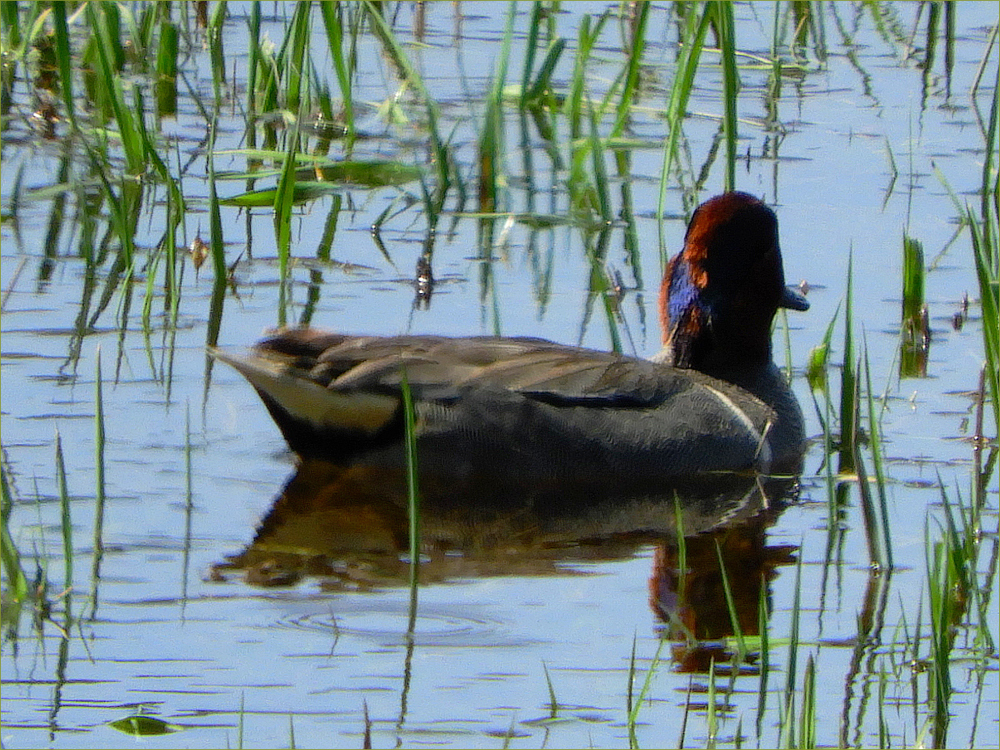 Green-winged Teal Ducks