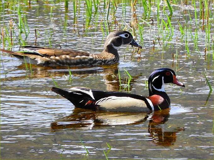 Wood Ducks
