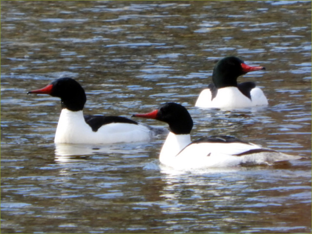 Common Merganser Duck (breeding stage)