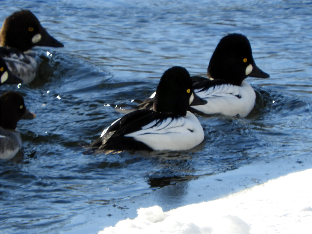 Common Goldeneye Ducks
