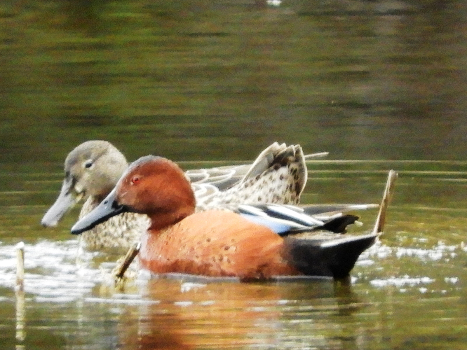 Cinnamon Teals pair