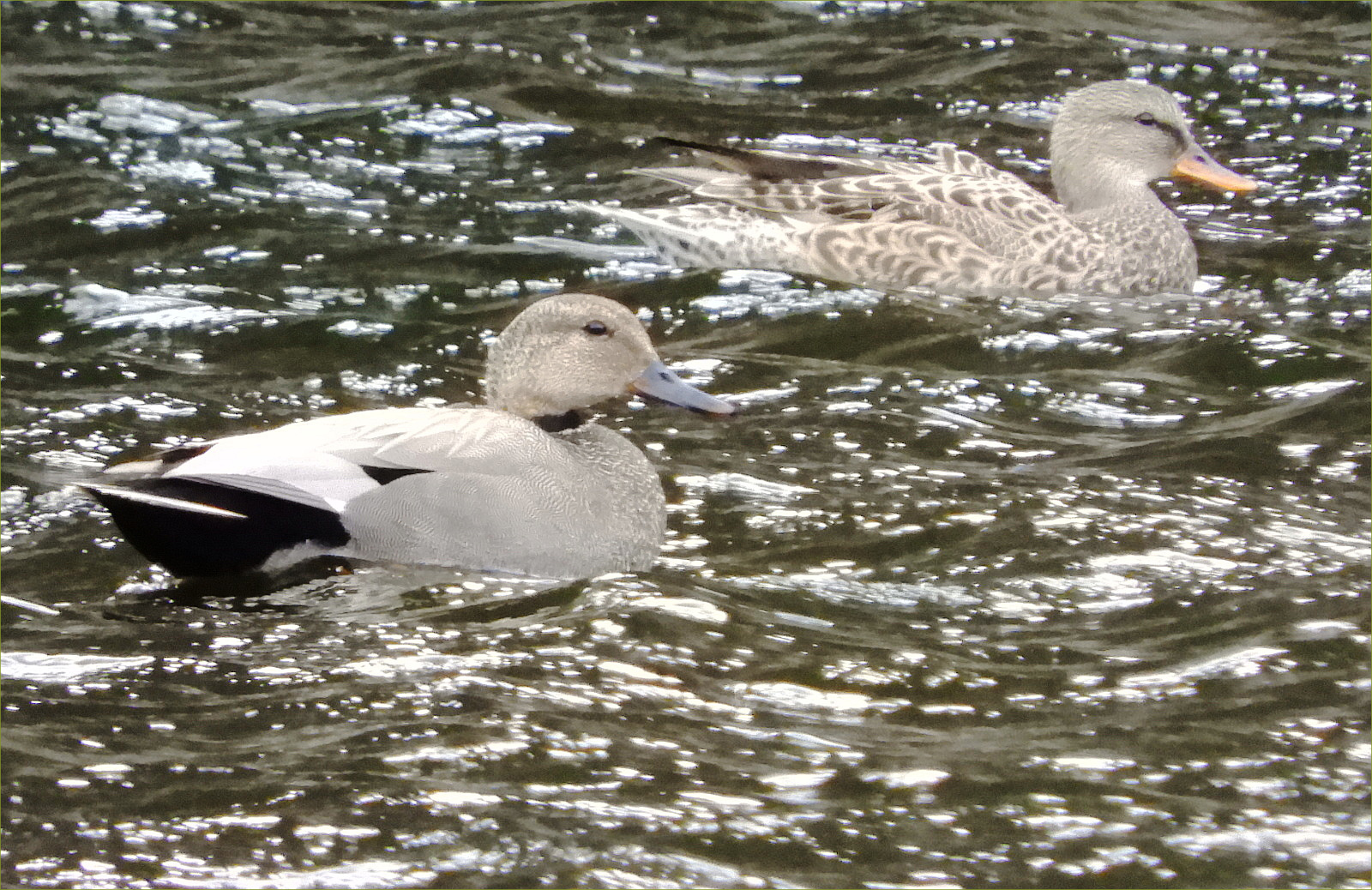 Gadwall Ducks pair