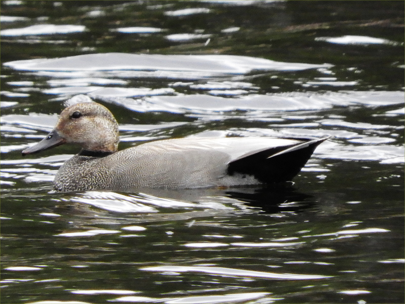 Gadwall Ducks pair